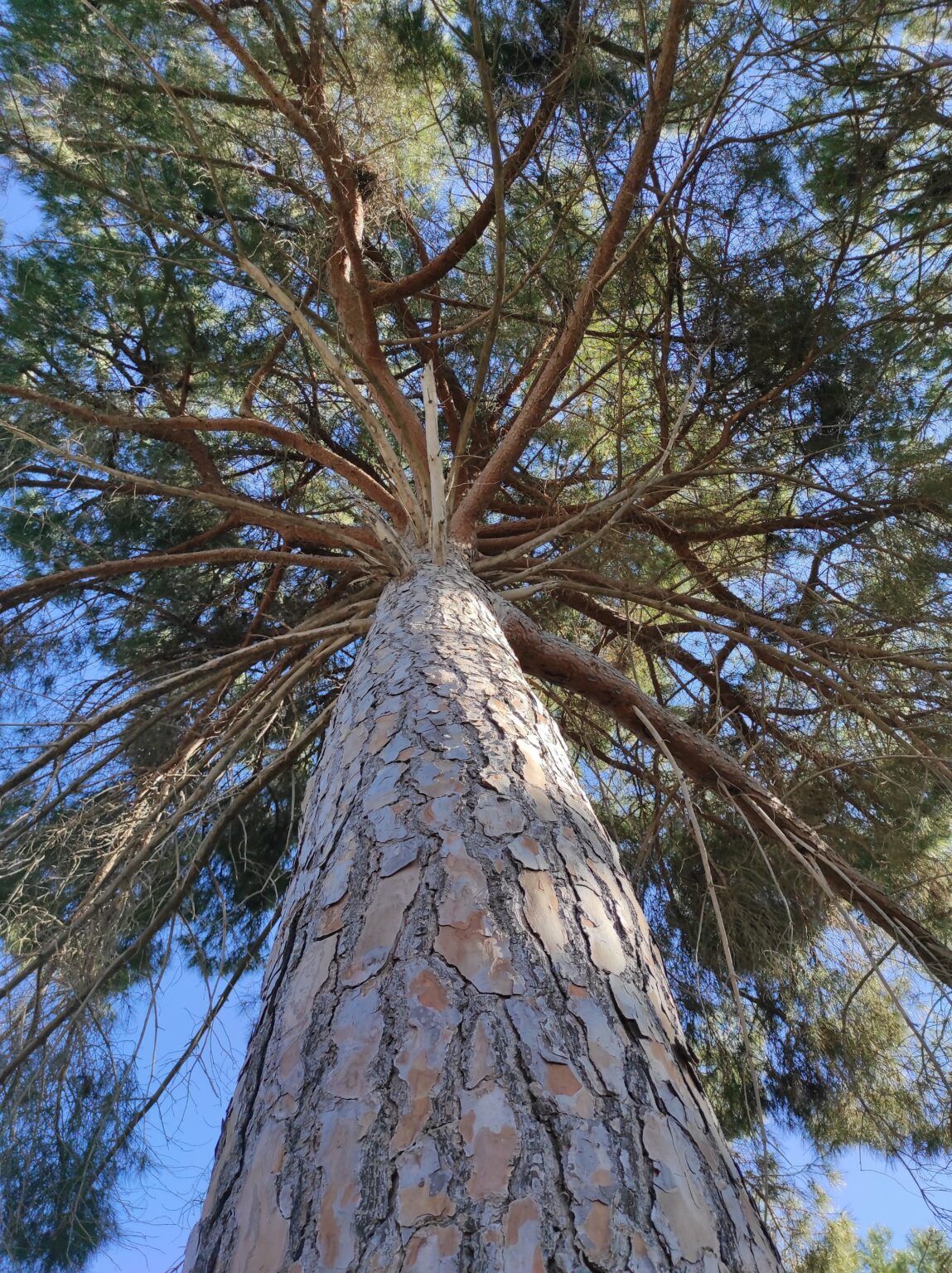 Pinus pinea, pi ver, pino piñonero, pino doncel, pi pinyoner, pi pinyer ...