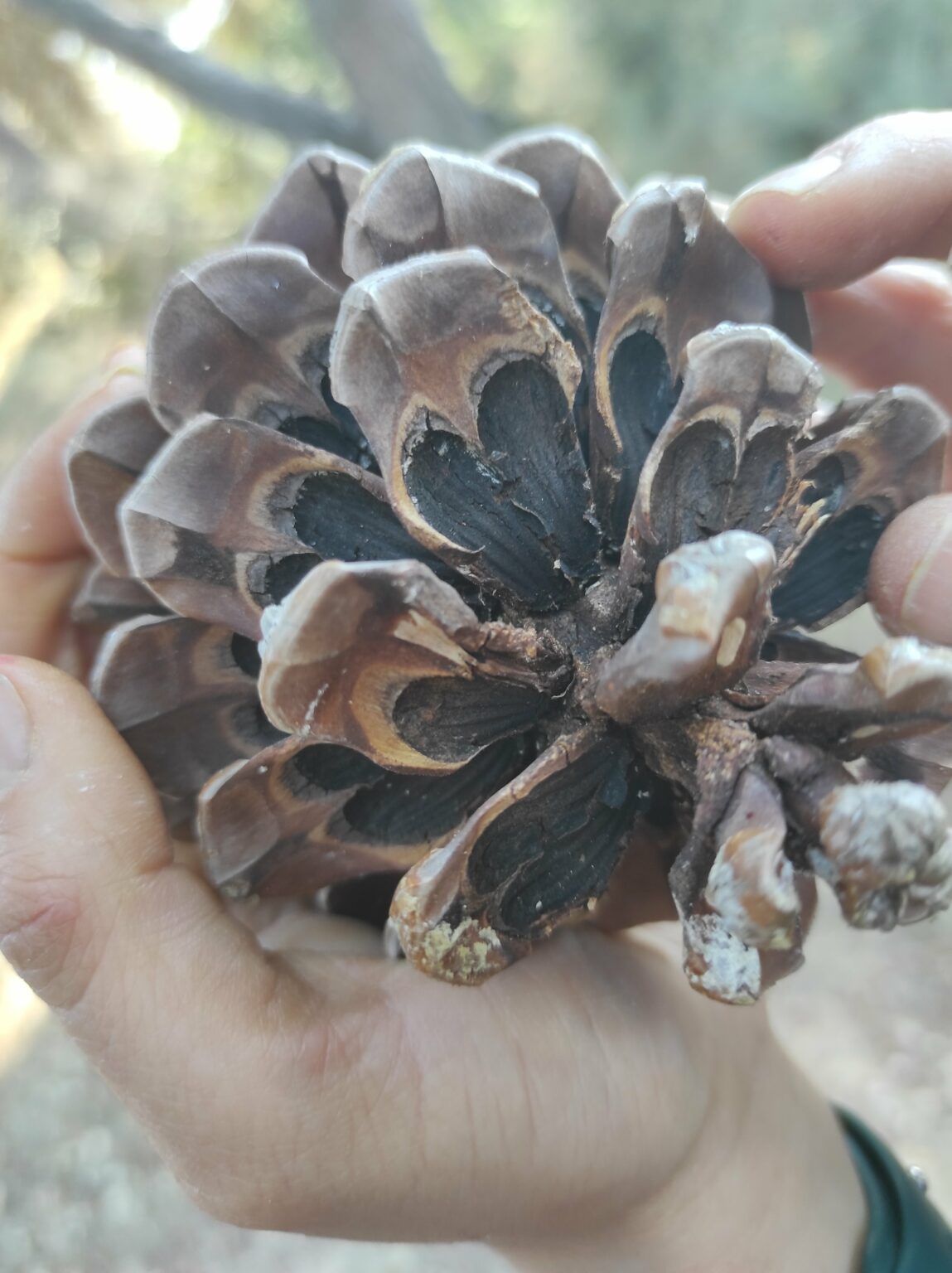 Pinus pinea, pi ver, pino piñonero, pino doncel, pi pinyoner, pi pinyer ...